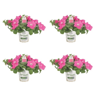 花 Pannnda Proven Winners 4