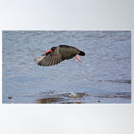 Shorebird ~ Sooty Oystercatcher Qtbsqmxx By David Irwin Poster Wall Art, Modern Wall Decor For Living Room Bedroom, 8x12 UNFRAMED