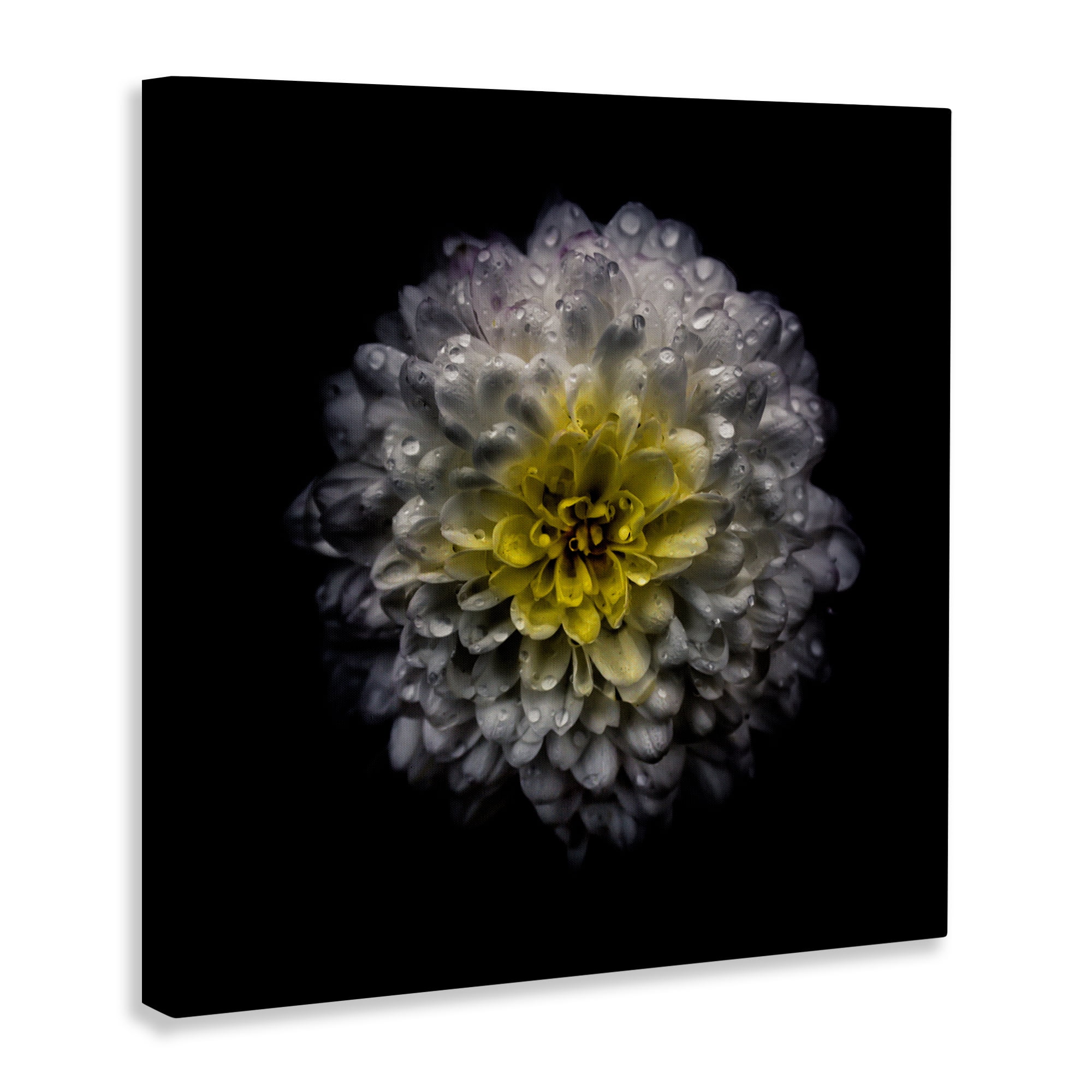 White And Yellow Mum Canvas Wall Art, design by Brian Carson Photography