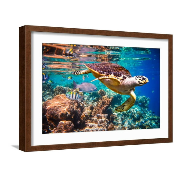 Art.com Hawksbill Turtle - Eretmochelys Imbricata Floats under Water. Maldives Indian Ocean Coral Reef. Photographic Print by Andrey Armyagov, Brown Frame Wall Art, 23" x 17"