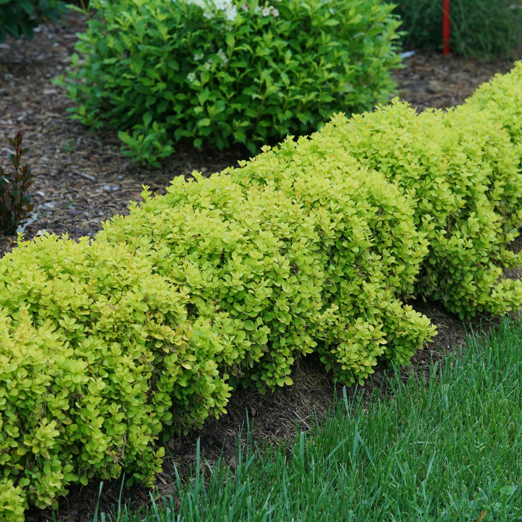 Proven Winners ColorChoice 5" Yellow Sunjoy Mini Saffron Barberry Live Plant in 4.5" Pot (4 Count)