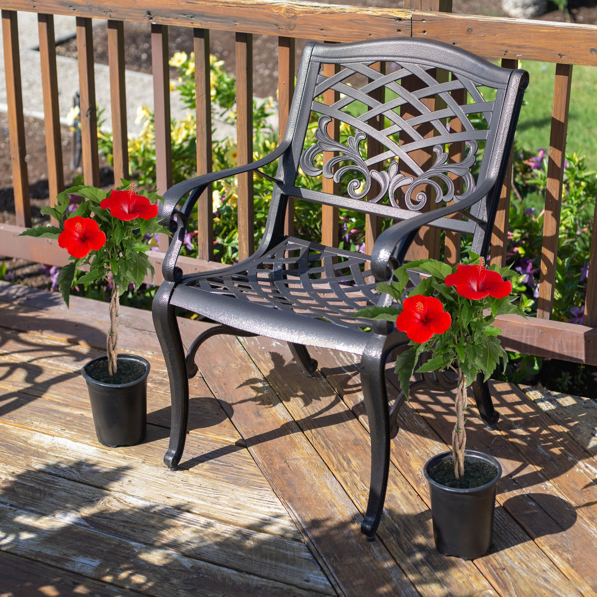 Costa Farms Island Blooms Live Outdoor 20in. Tall Assorted Hibiscus; Full Sun Outdoors Plant in 5in. Grower Pot, 2-Pack