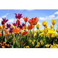 thumbnail image 2 of Hausenflock, Alan 24x17 White Modern Wood Framed Museum Art Print Titled - Tulip Parade II, 2 of 4