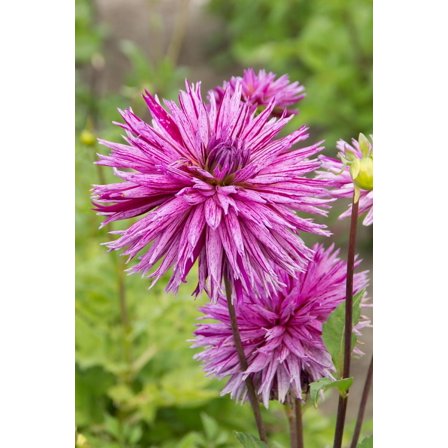 Striped Ambition Dahlia - Dinnerplate Fimbriata Flower - #1 Size Root Clump
