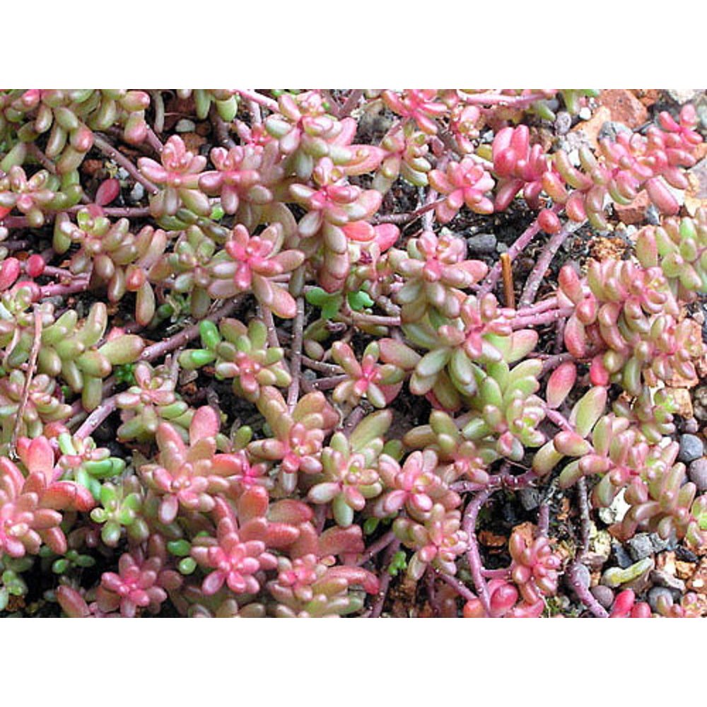 Coral Carpet Sedum Stonecrop 4" Pot Loves the Sun Outdoor/Fairy