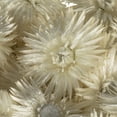 thumbnail image 3 of Vickerman 13-14" Natural White Everlasting Flowers, approximately 23 blooms, Dried, 3 of 4