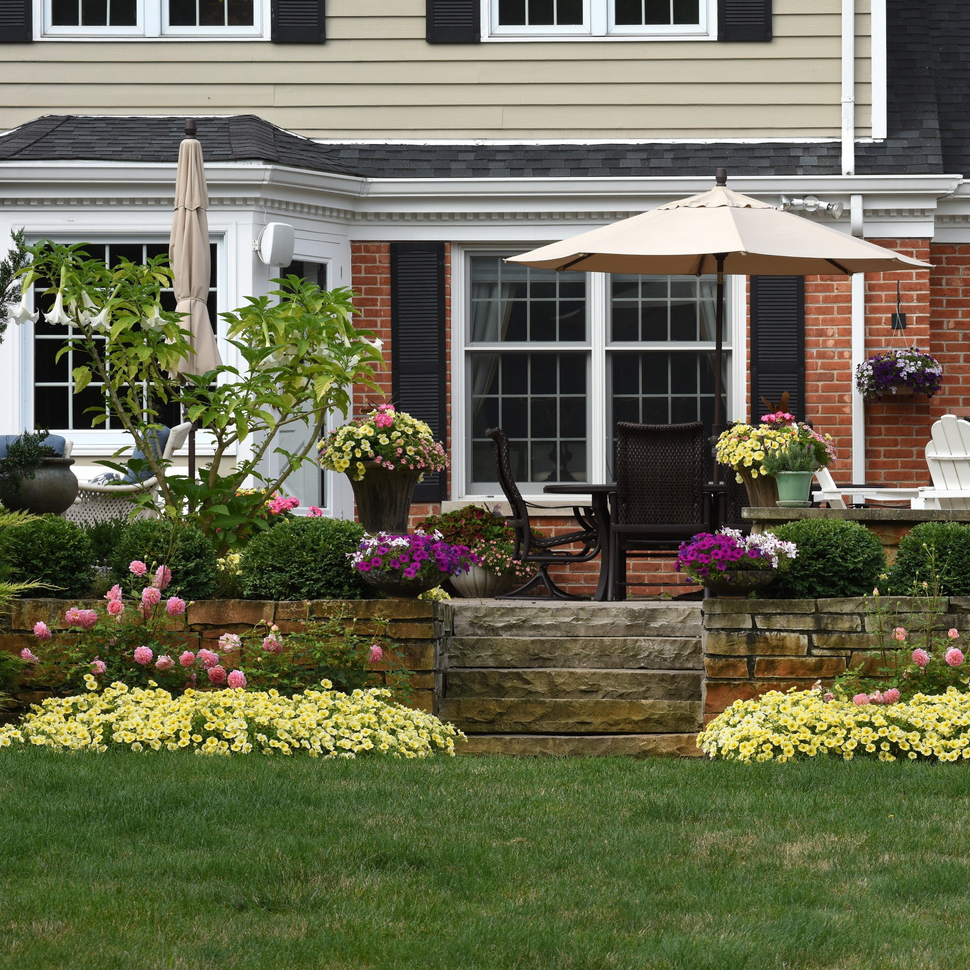 Better Homes & Gardens 2 Quart Yellow Or Pink Petunia Annual Flowers Live Plants
