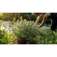 thumbnail image 3 of Mexican Heather  10 Live Plants  Cuphea Hyssopifolia  Flowering Ground Cover  Heat-Tolerant Garden Plants, 3 of 9