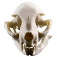thumbnail image 2 of 5 Uds Acuario Terrario Pecera Gato Calavera Réplica Hueso Hogar Ornamento Decoración, 2 of 3