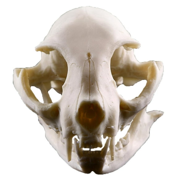 YWMJZEU Simulated Lifelike Animal Skull Head Skeleton Replica f/ Home Hotel Decor 2 2