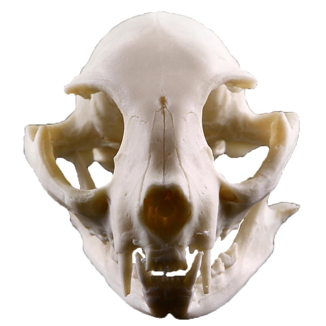 Rongfmy Tête d'Animal Simulée Réaliste Squelette pour Décoration Maison Hôtel 2 2