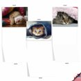 thumbnail image 3 of 10 Assorted All Occasion Blank Note Cards with Envelopes (4 x 5.12 Inch) - CAT YOU SEE ME NOW M1543BN, 3 of 6