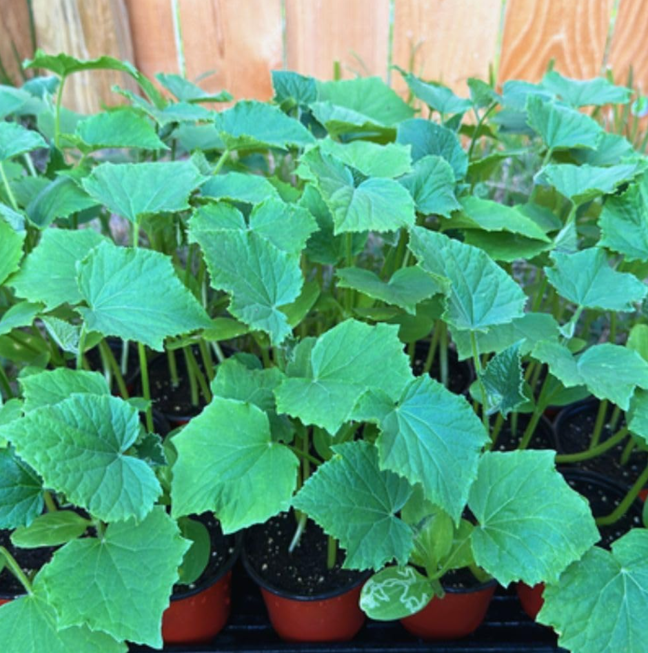 Set 2 Marketmore Cucumber Plants Live, 4 Inch Pot, Cucumber Live Plants, 2 Cucumber Vegetable Starter Plants