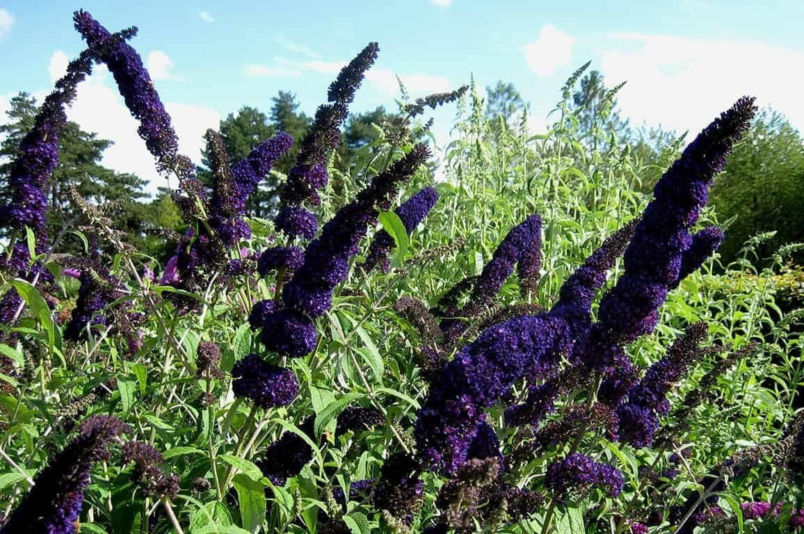 Buddleia Black Knight 3 Live Plants Fragrant Butterfly Bush, Attracts Butterflies & Hummingbirds, Drought Tolerant Flowering Shrub