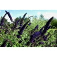 thumbnail image 4 of Buddleia Black Knight 3 Live Plants Fragrant Butterfly Bush, Attracts Butterflies & Hummingbirds, Drought Tolerant Flowering Shrub, 4 of 7