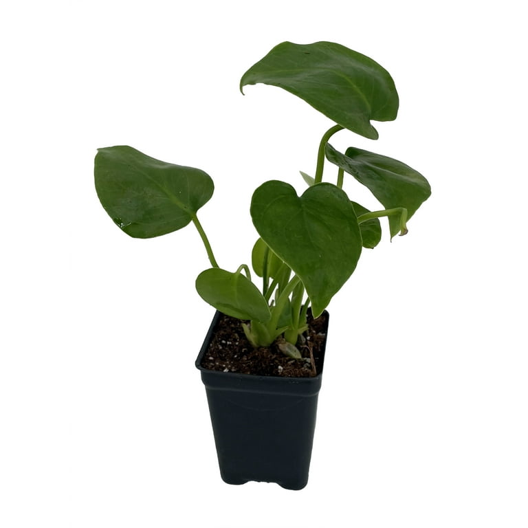 Split Leaf Philodendron 2.5 Split Leaf Philodendron 2.5