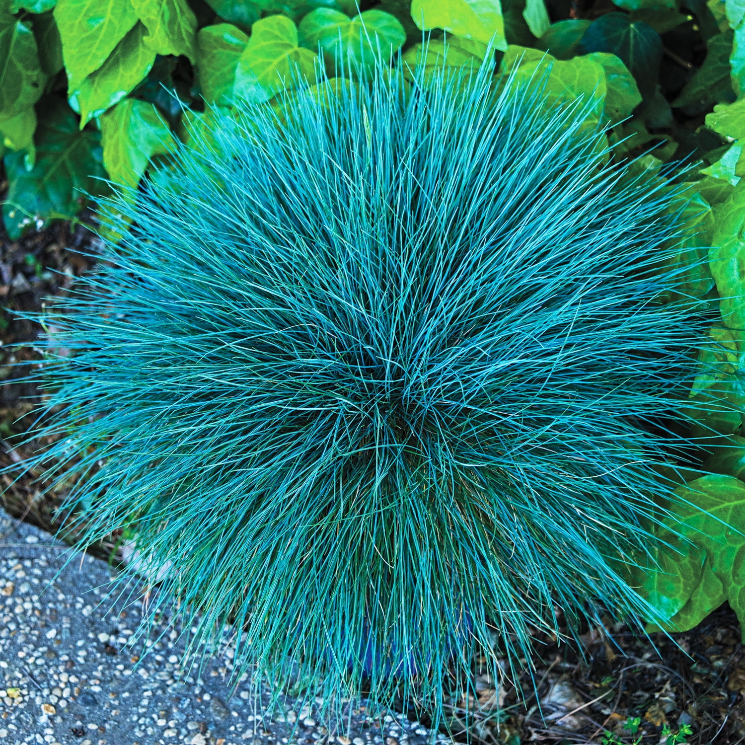 Beyond Blue Fescue (Festuca) Dormant Bare Root Starter Perennial Grass (1Pack)