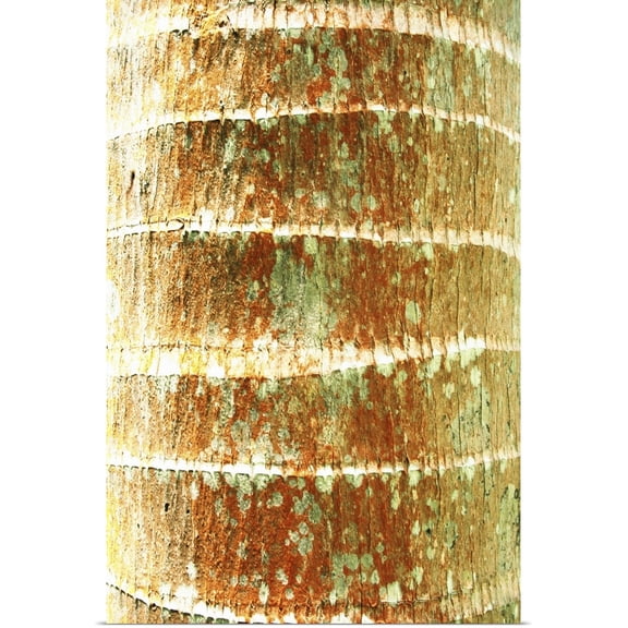Great BIG Canvas | "Hawaii, Oahu, Close-Up Of Coconut Palm Tree Bark Texture" Art Print - 24x36