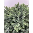 thumbnail image 4 of (2 pack) Expert Gardener 2.25 gal Juniper Blue Star Live Shrubs, 4 of 4