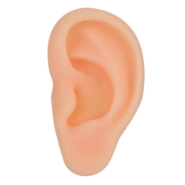 Modelo de oreja, modelo de oreja simulada profesional, herramienta de enseñanza de oreja, modelo de acupuntura de oreja, grado profesional