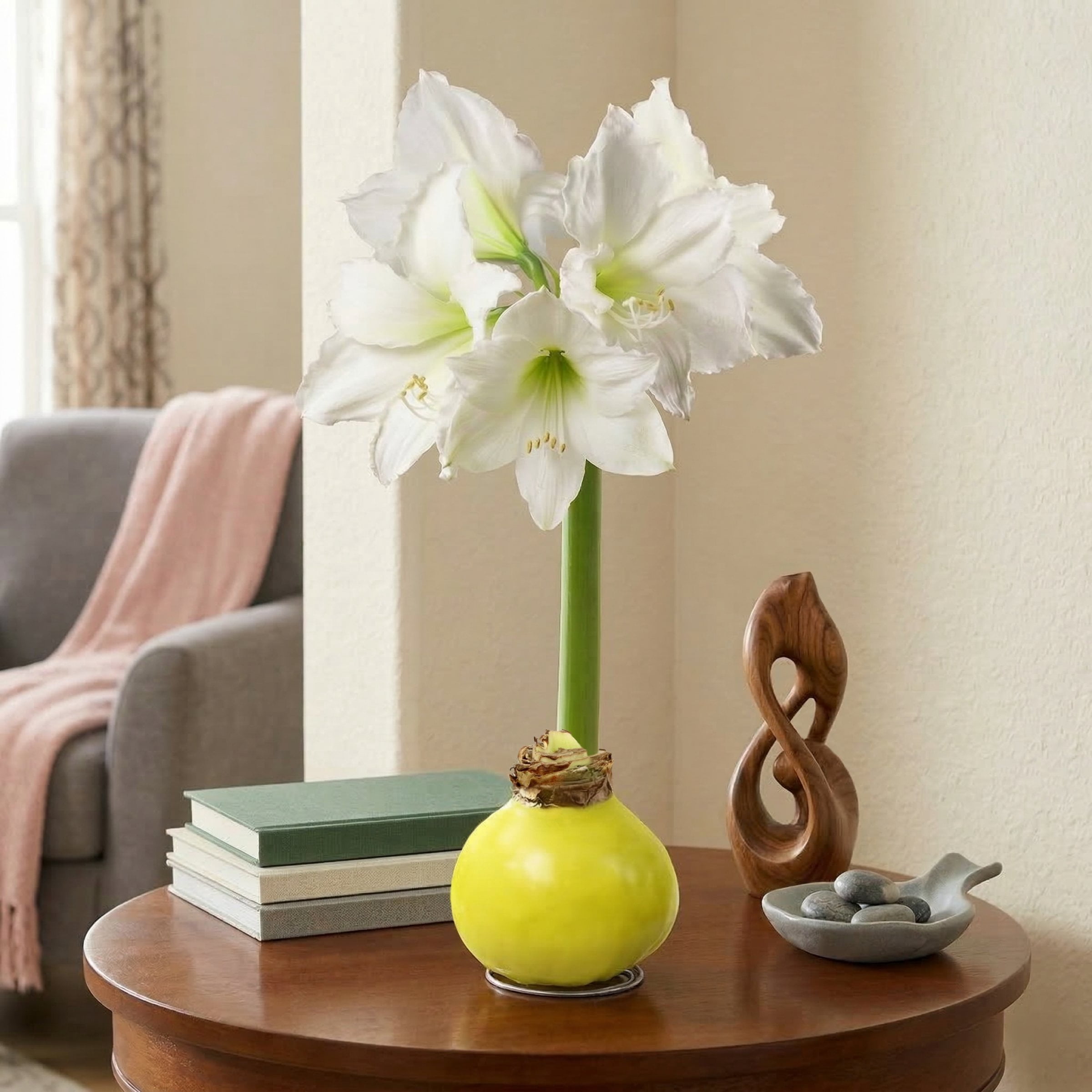 National Plant Network Yellow Waxed White Blooming Giant Amaryllis Bulb (3-pack)