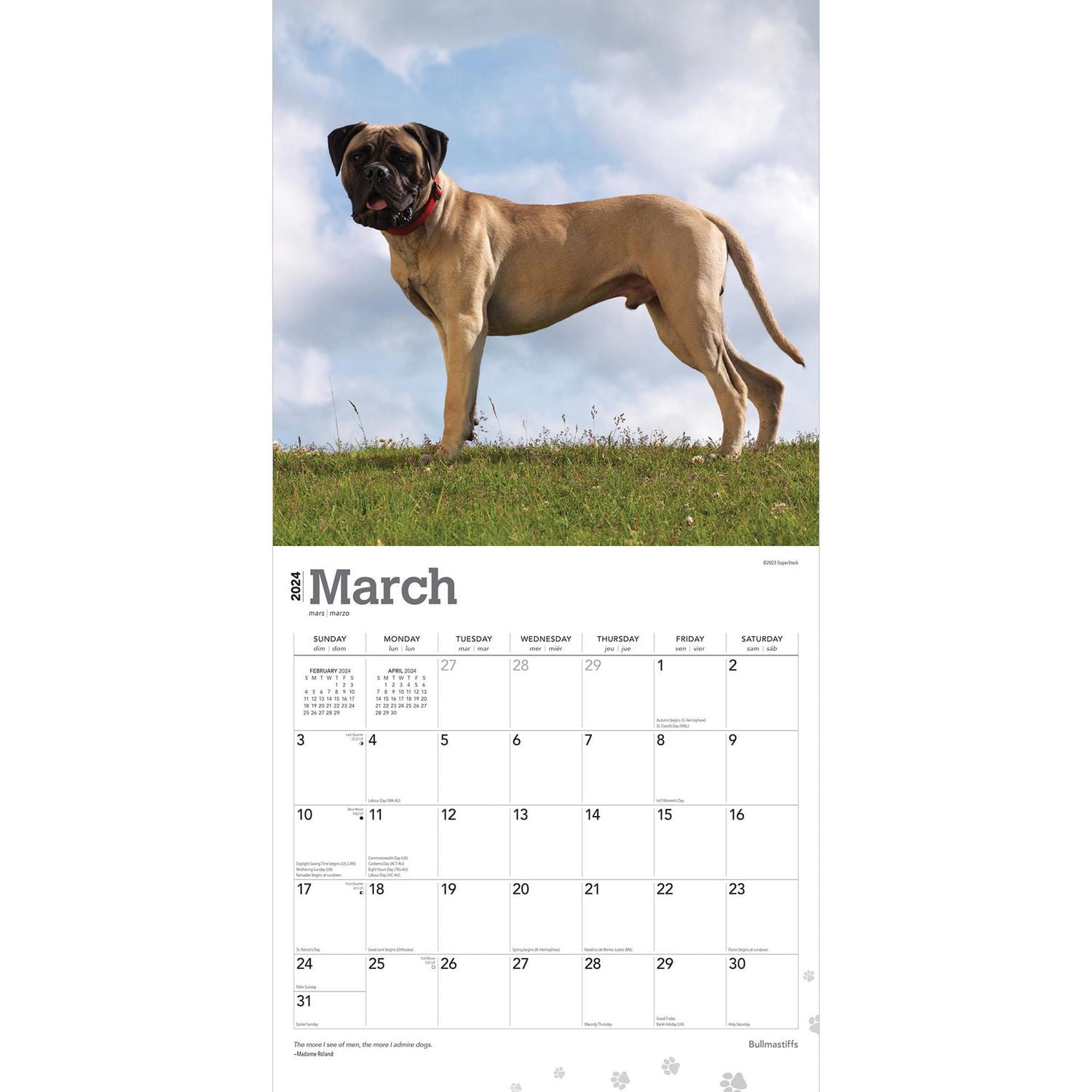 BrownTrout Bullmastiffs 2024 Mur Carré 30.48x60.96 CM, 9781975470685