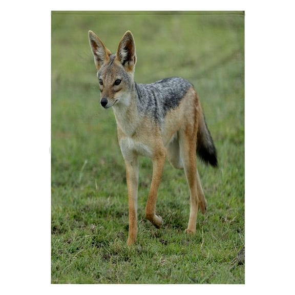 3dRose, Africa, Tanzania. Portrait of a black-backed jackal., 22x30 Bath Hand Pool Towel