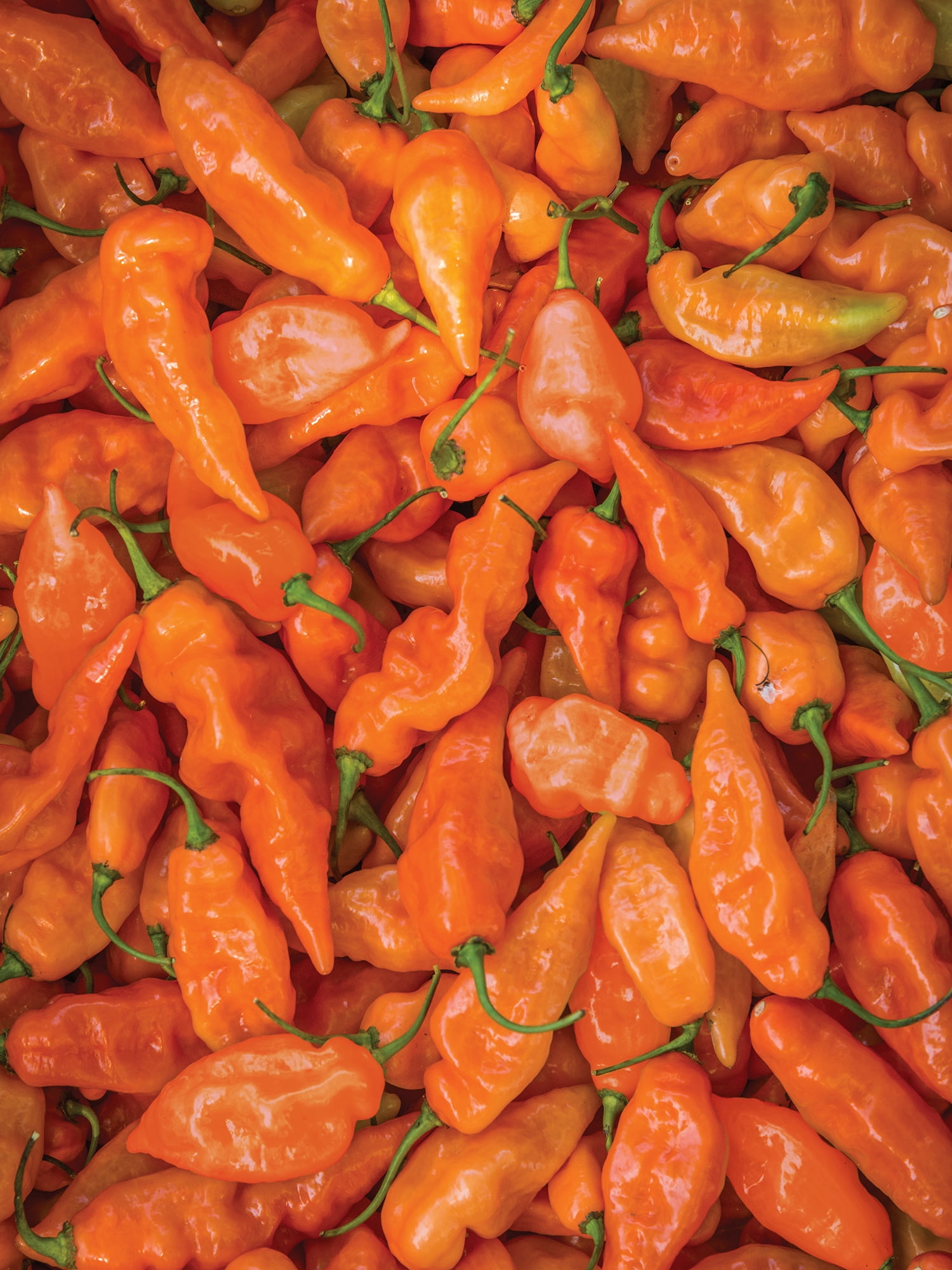 Expert Gardener Hot Habanero Orange Pepper Vegetable