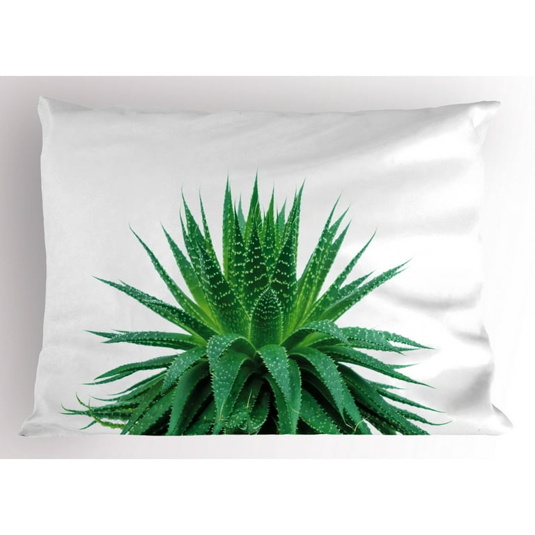 Plant Pillow Sham Medicinal Aloe Vera with Vibrant Colors Indigenous  Species Alternative Natural Remedy, Decorative Standard Size Printed  Pillowcase, ...