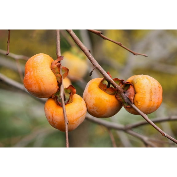 10 Seeds ITALIAN PERSIMMON TREE Dateplum Date Plum Fruit Diospyros Lotus Seeds