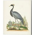 thumbnail image 3 of Great Art Now Antique Heron & Cranes by George Edwards 2 Piece Canvas Art Set Each 12W x 15H, 3 of 3