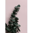 thumbnail image 2 of Artographie Studio 17x24 White Modern Wood Framed Museum Art Print Titled - Eucalyptus Pink No02, 2 of 4