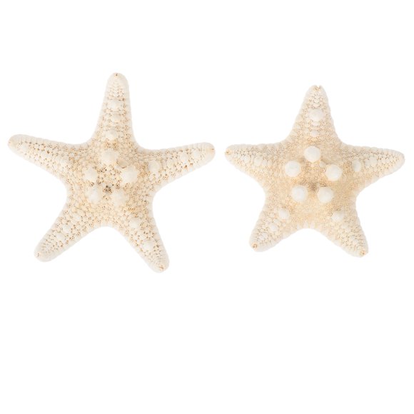 Miangastore 2Pcs Natural Sea Star Decors DIY Sea Star Adornment Portable Fish Tank Ornament