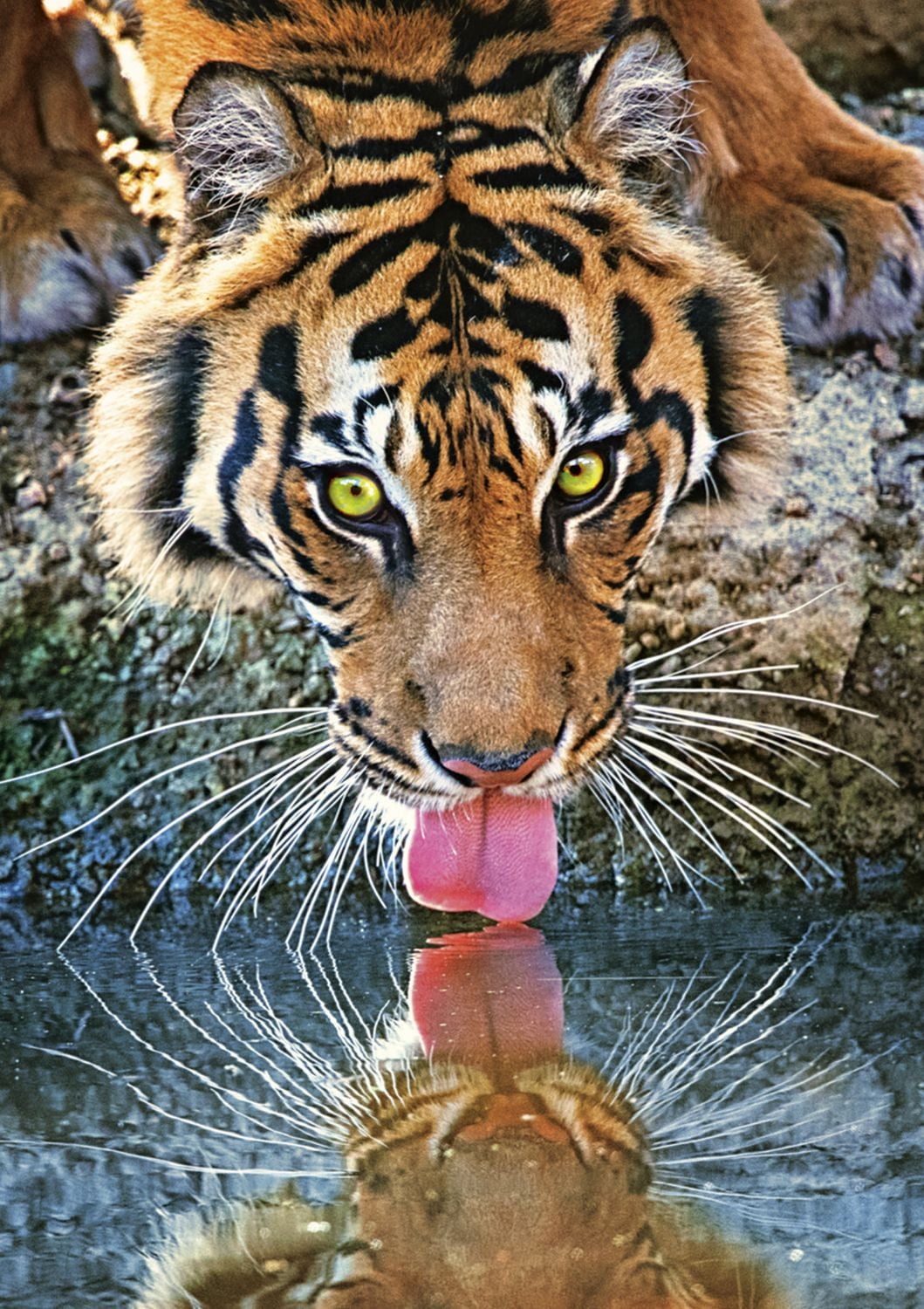 Buffalo Games Amazing Nature Watchful Eyes 500 Piece Jigsaw Puzzle