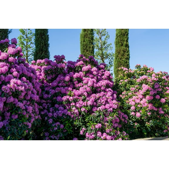 50 Rosebay RHODODENDRON Maximum White Pink Laurel Bush Shrub Flower Seeds