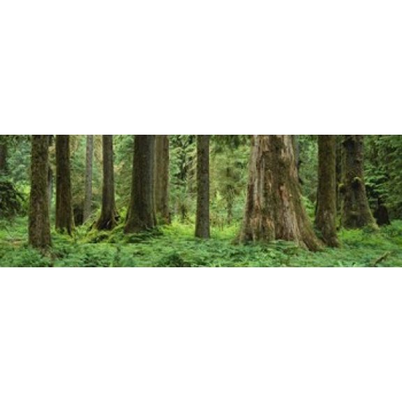Trees in a rainforest Hoh Rainforest Olympic National Park Washington State USA Canvas Art - Panoramic Images (36 x 12)
