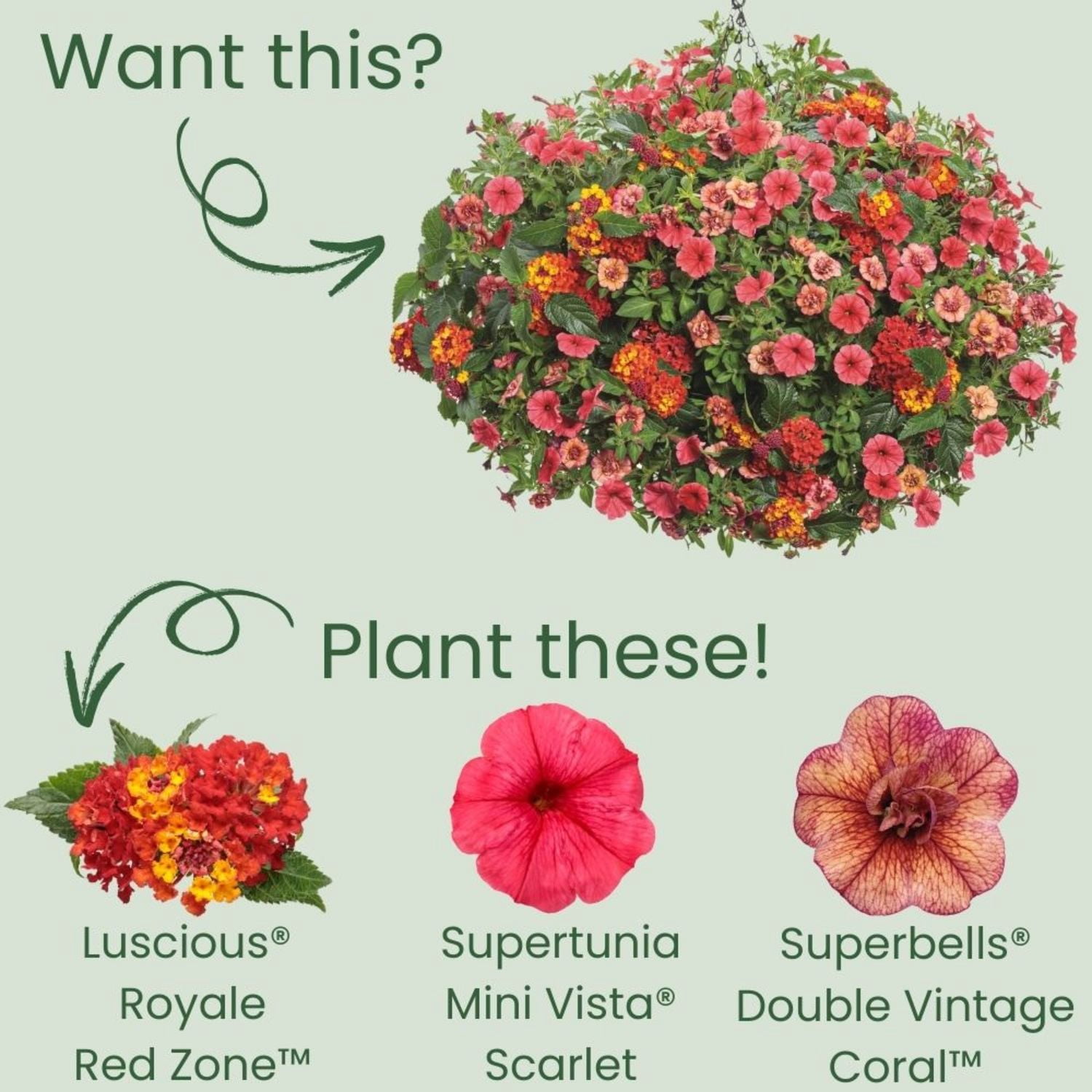 Proven Winners 4" Luscious Royale Red Zone Lantana Live Plant in 4.25" Pot (4 Count)
