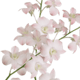 thumbnail image 2 of 70 Peach Dendrobium Orchid Flowers- Beautiful Fresh Cut Flowers- Express Delivery, 2 of 4