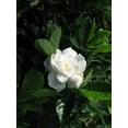 thumbnail image 2 of Everblooming Gardenia Jasminoides 'Veitchii' - 10 Live Plants - Beautiful Fragrant Blooming Shrub, 2 of 8