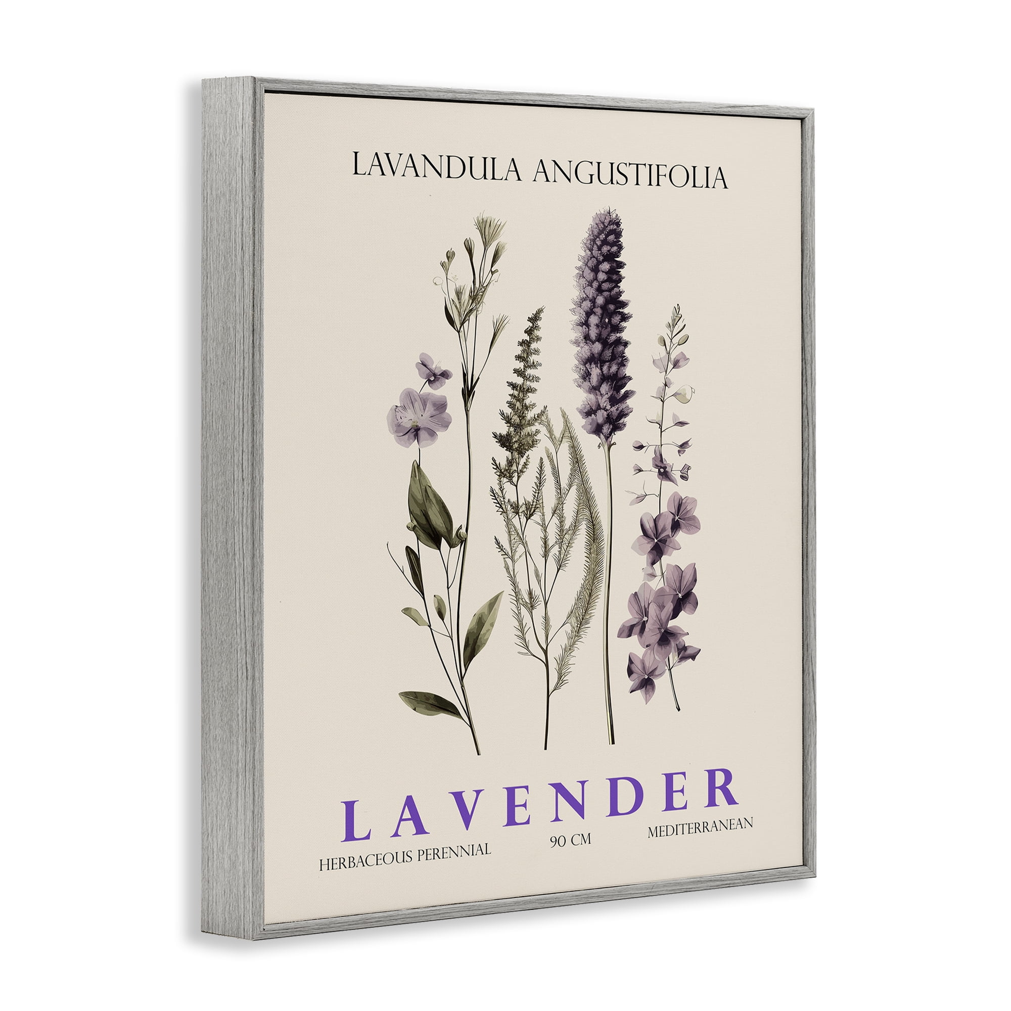 Stupell Industries Natural Lavender Bundle Gray Framed Giclee Art, design by Christopher Giampietro