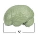 thumbnail image 3 of Recursos de aprendizaje de modelos cerebrales transversales para mayores de 7 años, 3 of 15