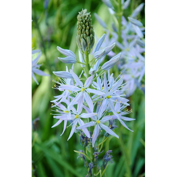 25 Blue WILD HYACINTH Camassia Scilloides Eastern Camas Lily Native Flower Seeds