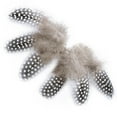 thumbnail image 5 of Bulk Natural Feathers 50PCS - Assorted Guinea Fowl, Pheasant & Turkey Feathers for Crafting, Dream Catchers, Wedding Decor & Design, 5 of 8