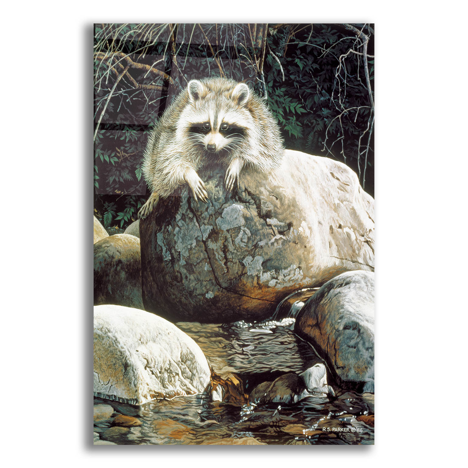 Epic Art 'Low Water-Raccoon' by Ron Parker, Acrylic Glass Wall Art, 12 ...