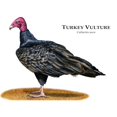 thumbnail image 3 of CafePress - Turkey Vulture Mug - 11 oz Ceramic Mug - Novelty Coffee Tea Cup, 3 of 6