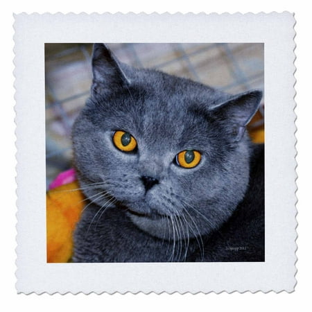 3dRose British Short Hair cat - Quilt Square, 10 by (Best Food For British Shorthair)
