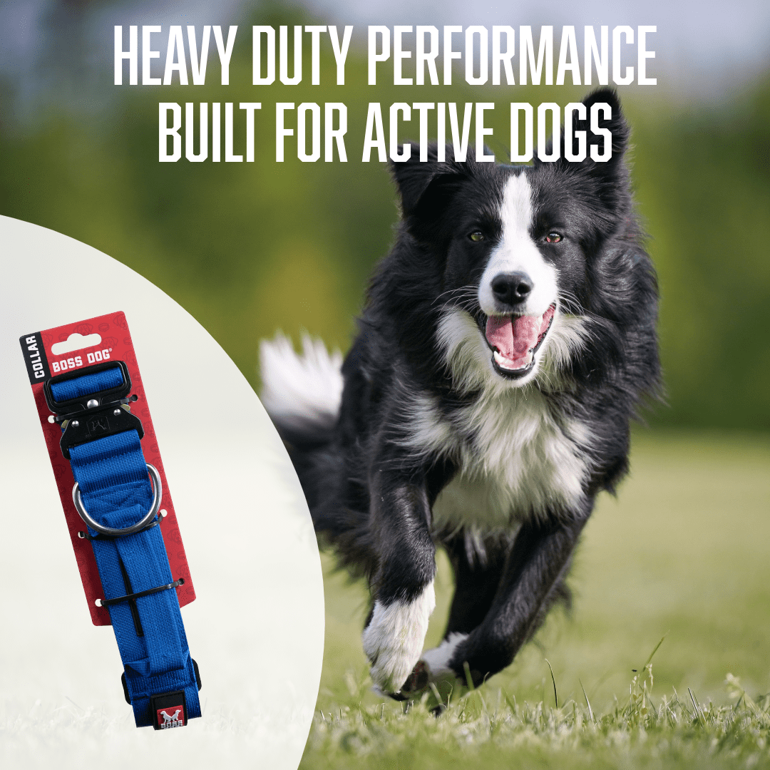 Boss Dog Tactical Collar, Blue, Medium