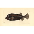 thumbnail image 2 of White-Spotted Boxfish, Ostracion Meleagris Poster Print By ® Florilegius Mary Evans (36 X 24), 2 of 4