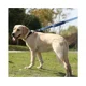 thumbnail image 3 of Pet Gear Correa para perros Correas de entrenamiento de seguridad con dos asas acolchadas de 1,5 m de largo, 3 of 5