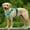 Blue, variant on Pet Artist Reflective Non Pull Dog Harness Adjustable Pet Vest S/M/L for Beagle Rottweiler